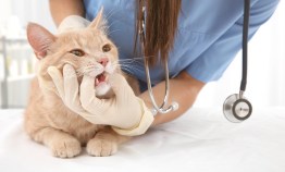 Stay Informed: Where to Find a Rabies Clinic Near You in 2024