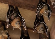 Unlocking the Secrets: Exploring the World Through the Eyes of a Bat