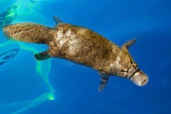 The Ultimate Oddity: Exploring the Fascinating Characteristics of the Platypus