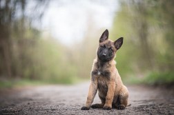 The Ultimate Guide to Finding Malinois for Sale Near You