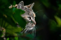 The Importance of Professional Feral Cat Trappers in Your Area