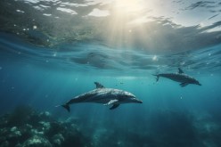 The Fascinating World of Dolphin Communication Underwater: What You Need to Know